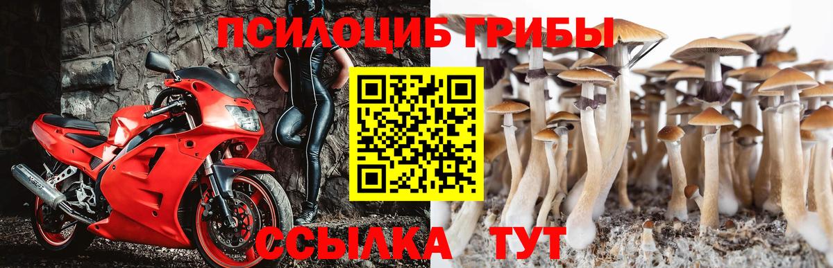 Псилоцибиновые грибы Cubensis Псков